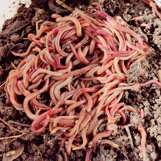 Starterportion Kompostwürmer