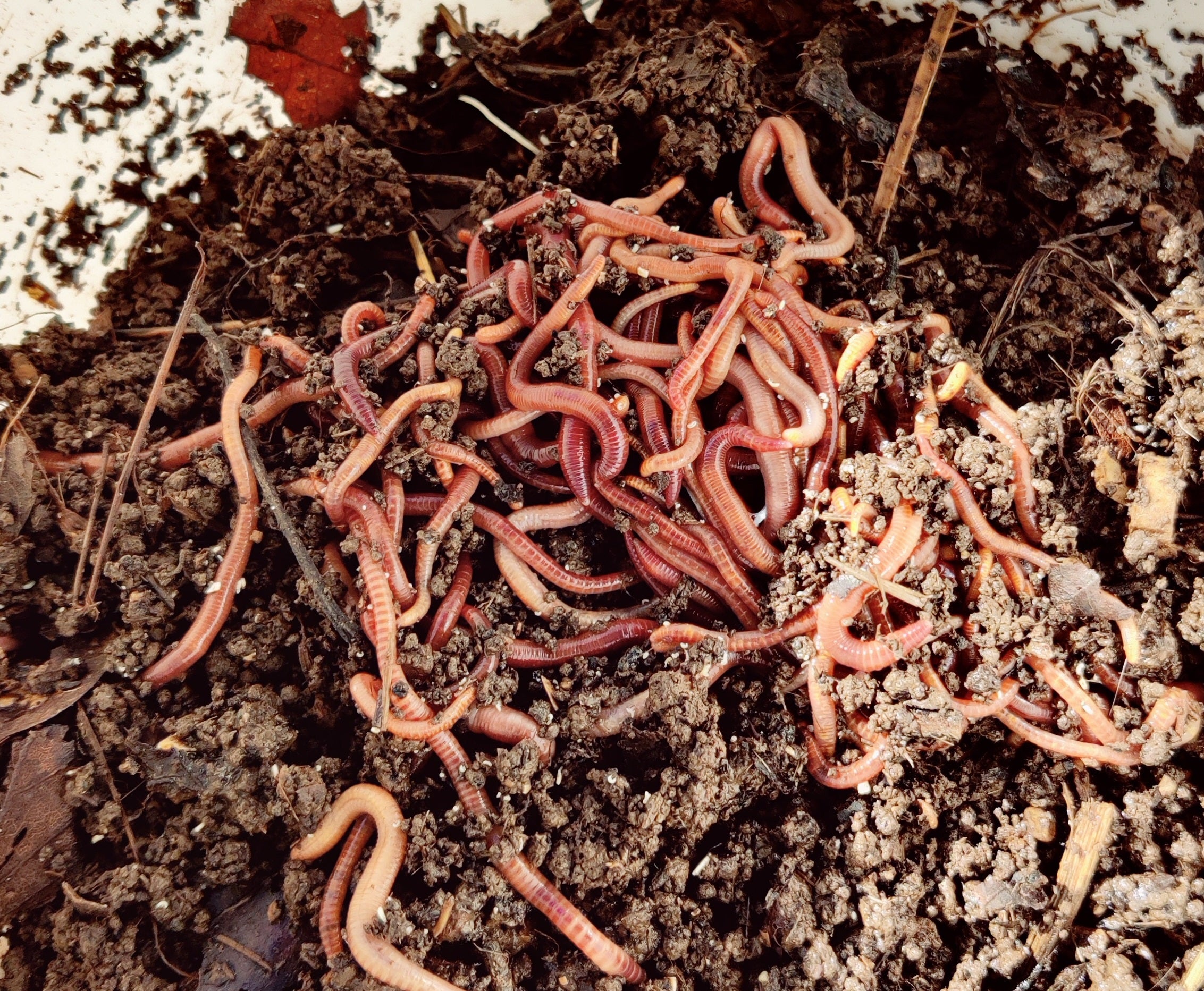 Mehrere Kompostwürmer