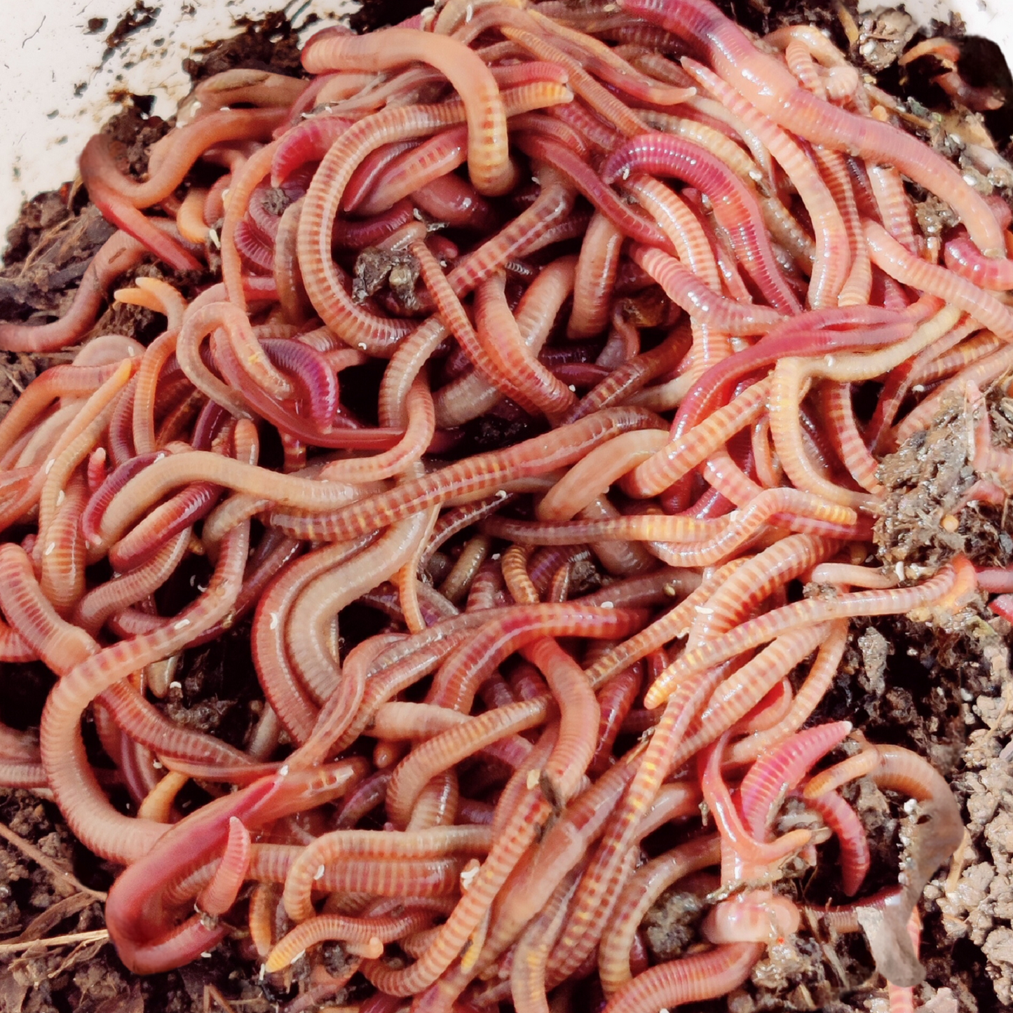 grosse Portion Kompostwürmer