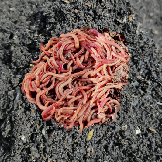 kleine Portion Kompostwürmer